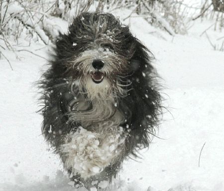 Bearded Collie Winterbeardie!