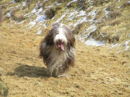 Bearded Collie Flint 3 jaar