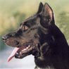 Beauceron, Berger de Beauce, Bas Rouge