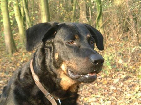 Beauceron Syrun du chateau rocher