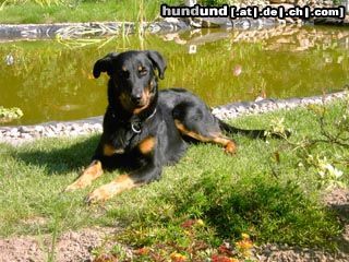 Beauceron Hunde Foto 25921 in höherer Auflösung ansehen Beauceron 1 jährige Beauceron-Hündin