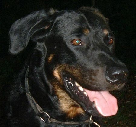 Beauceron Hunde Foto 28962 in höherer Auflösung ansehen Beauceron Syrun du chateau rocher