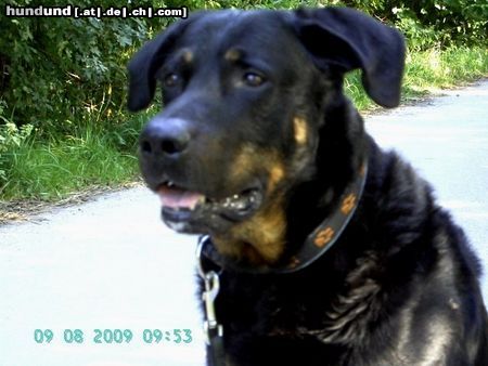 Beauceron Hunde Foto 44894 in höherer Auflösung ansehen Beauceron Syrun , 8 Jahre