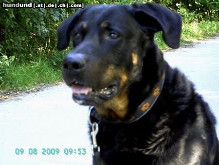 Beauceron Syrun , 8 Jahre