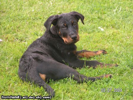 Beauceron Hunde Foto 13014 Beauceron Beauceron-Rüde