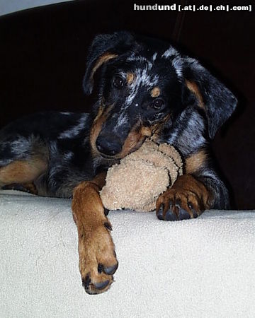 Beauceron Hunde Foto 26390 Beauceron Djaida de nos Amis de Beauce (blue)