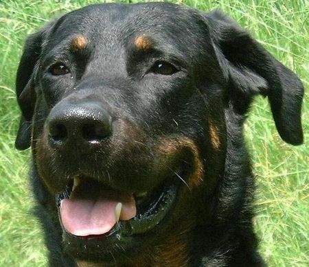 Beauceron Syrun , 6 Jahre