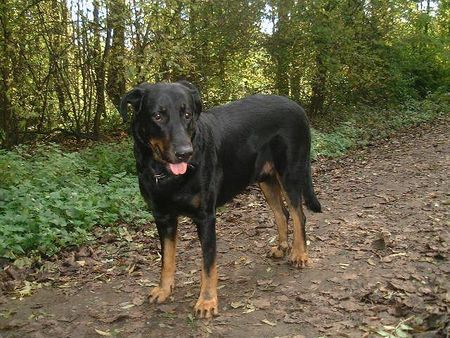 Beauceron Hunde Foto 28960 in höherer Auflösung ansehen Beauceron Brevis de la Cascade mugissante