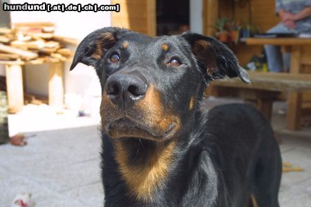 Beauceron Hunde Foto 4218 Beauceron Lunett de la Plaine du tilleul