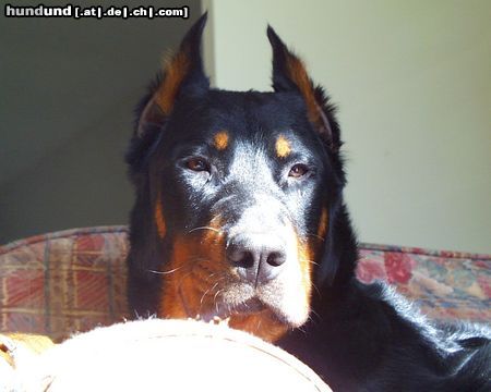 Beauceron Hunde Foto 26137 Beauceron jigger