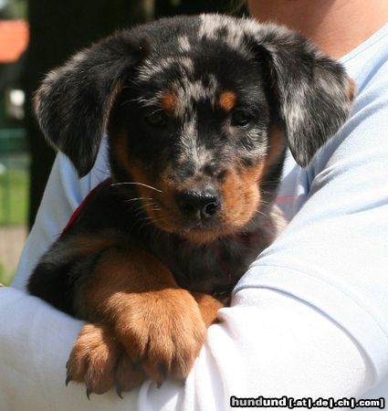 Beauceron Hunde Foto 26132 Beauceron Djaida-Blue 8 weeks old