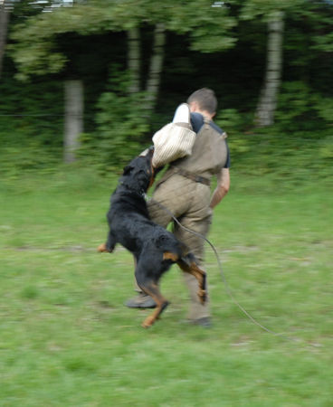 Beauceron „Zorro“ Hunter von der Widenau