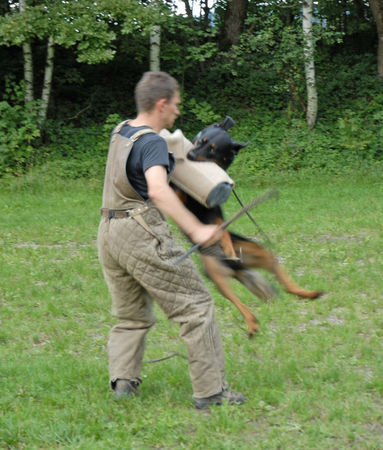 Beauceron „Zorro“ Hunter von der Widenau