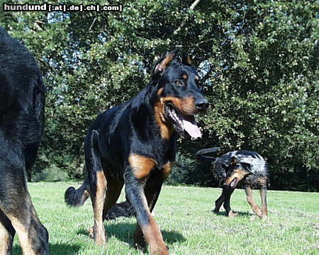 Beauceron Hunde Foto 26138 Beauceron jigger