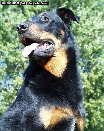 Beauceron Hunde Foto 26396 Beauceron tiablo