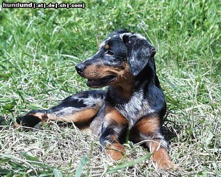 Beauceron Hunde Foto 26134 Beauceron djaida-blue 4 months