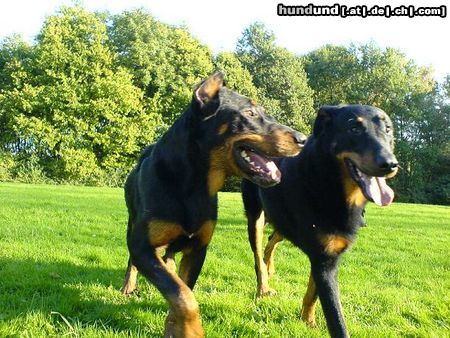 Beauceron Hunde Foto 26394 Beauceron tiablo & jigger