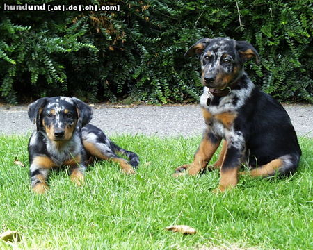 Beauceron Hunde Foto 26133 Beauceron djaida-blue & diesel 10 weeks