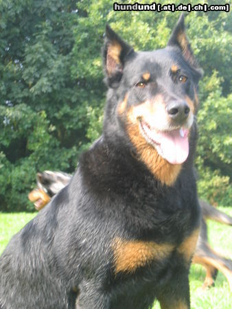 Beauceron Hunde Foto 26139 Beauceron jazz