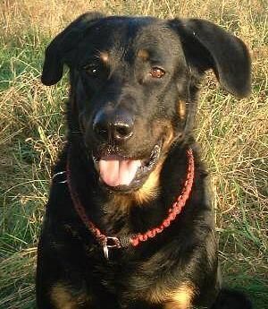 Beauceron Hunde Foto 28961 in höherer Auflösung ansehen Beauceron Syrun du chateau rocher