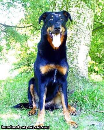 Beauceron Hunde Foto 26135 Beauceron tiablo de la tourie normande
