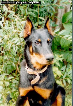 Beauceron Hunde Foto 10204 Beauceron Ubi 6 monat