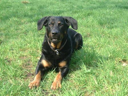 Beauceron SYRUN