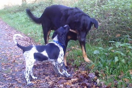 Beauceron