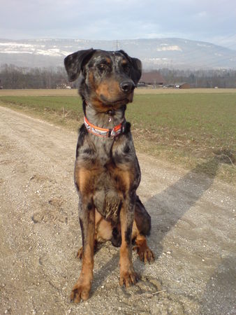 Beauceron Aik allein auf weiter Flur