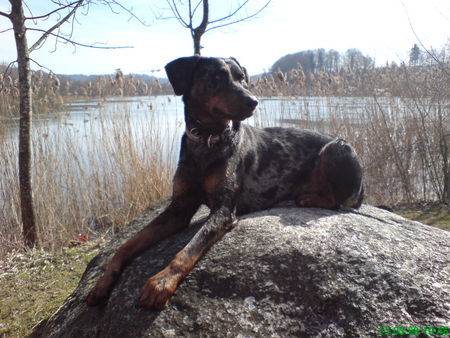 Beauceron Aik der Aufpasser