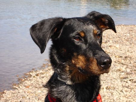 Beauceron Baronne des Vaux rouges