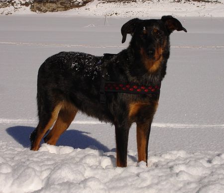 Beauceron Baronne im Schnee