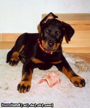 Beauceron Hunde Foto 3477 Beauceron Belis le Bijou noir de la Montagne