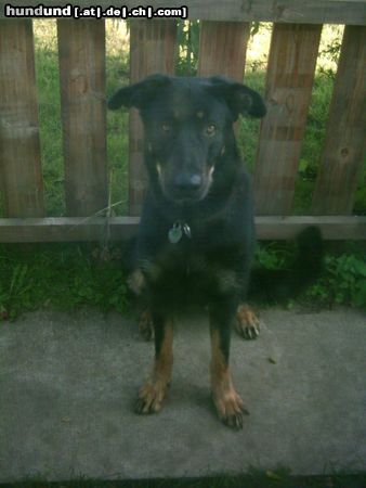Beauceron Hunde Foto 6250 Beauceron