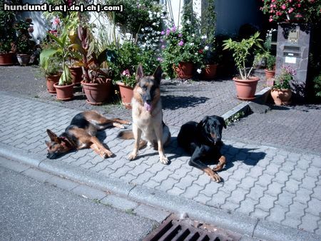 Beauceron Hunde Foto 5741 Beauceron Roxy (Holly de l'île aux bouleaux) und die Rasselbande alles DRK-Rettungshunde