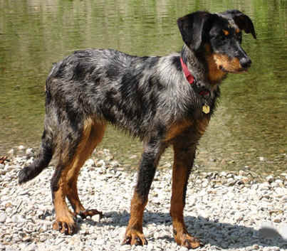 Beauceron Hunde Foto 40180 in höherer Auflösung ansehen Beauceron Baronne des Vaux rouges