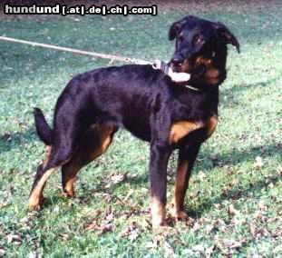 Beauceron Hunde Foto 3473 Beauceron