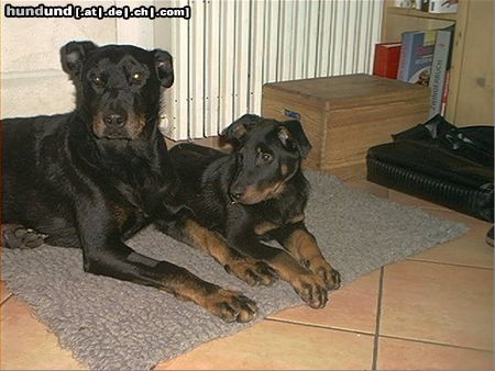 Beauceron Hunde Foto 3478 Beauceron Lunett und Choice