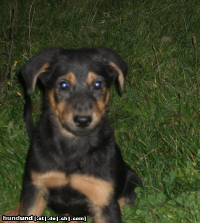 Beauceron Hunde Foto 46077 in höherer Auflösung ansehen Beauceron