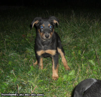 Beauceron