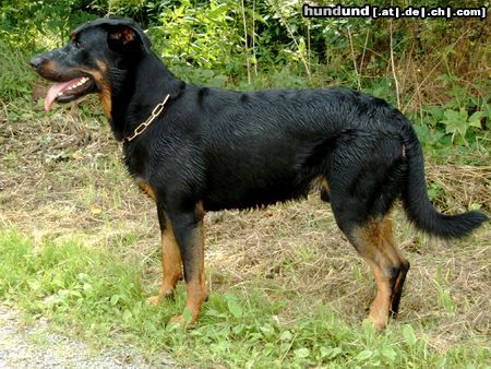 Beauceron Hunde Foto 18728 Beauceron Cheki de l´Amouraudiere