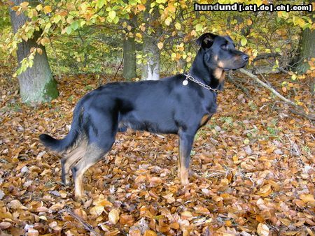 Beauceron Hunde Foto 18730 Beauceron Cheki de l´Amouraudiere