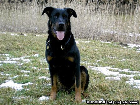 Beauceron Hunde Foto 19732 Beauceron Cheki de ´l Amouraudiere 2 Jahre