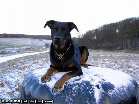 Beauceron Hunde Foto 18729 Beauceron Cheki de l´Amouraudiere