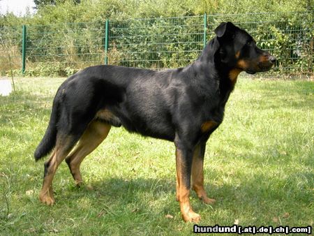 Beauceron Hunde Foto 23221 Beauceron Cheki de L Amouraudiere