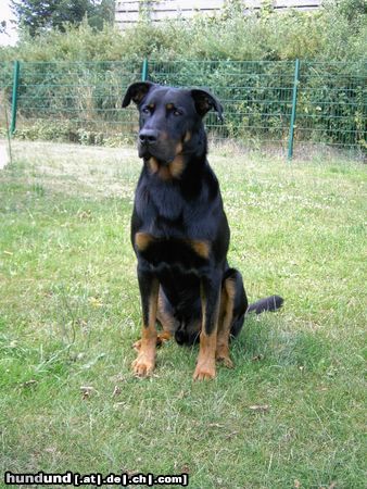 Beauceron Hunde Foto 23222 Beauceron Cheki de L Amouraudiere