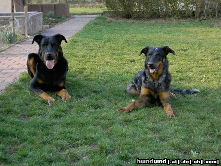 Beauceron Hunde Foto 21199 Beauceron Cheki und Aura