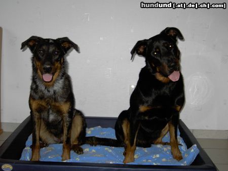 Beauceron Hunde Foto 21198 Beauceron Cheki und Aura