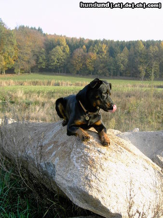 Beauceron Hunde Foto 26649 Beauceron cheki de l´Amouraudiere