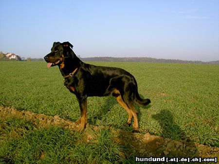 Beauceron Hunde Foto 26648 Beauceron cheki de l´Amouraudiere